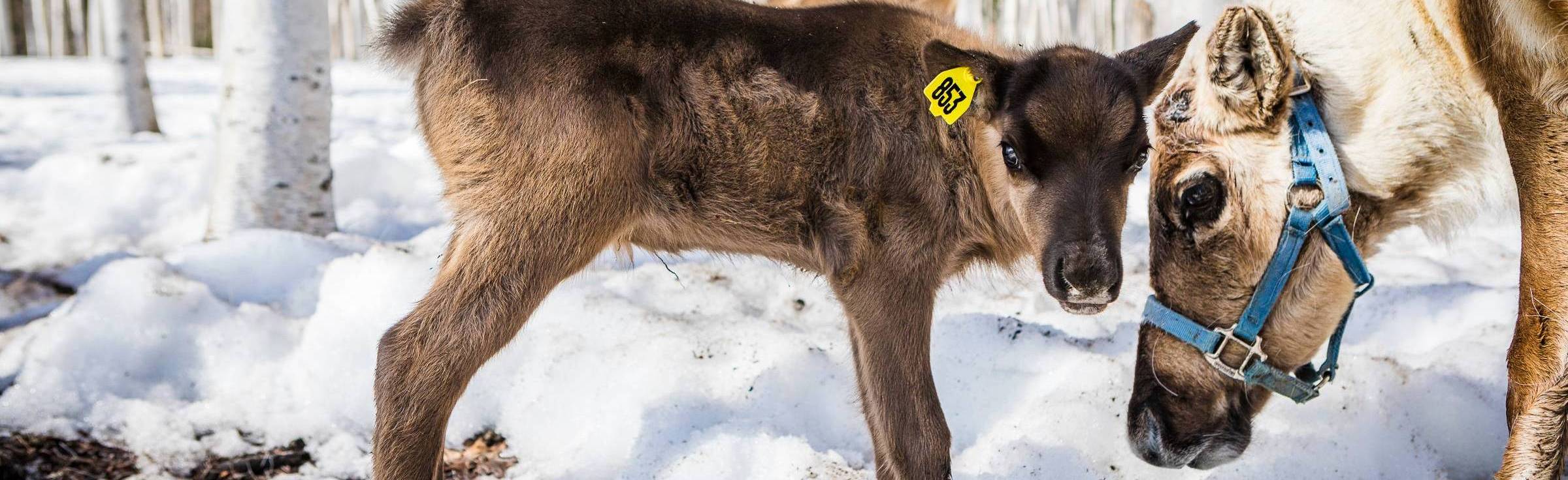 reindeer-large-animal-research-station